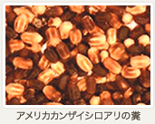 アメリカカンザイシロアリの糞