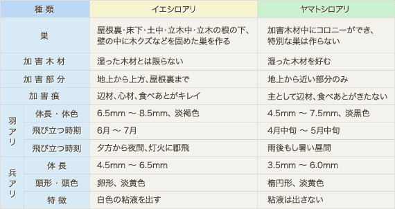 ヤマトシロアリとイエシロアリの違いについて