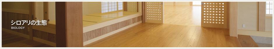 シロアリの生態 