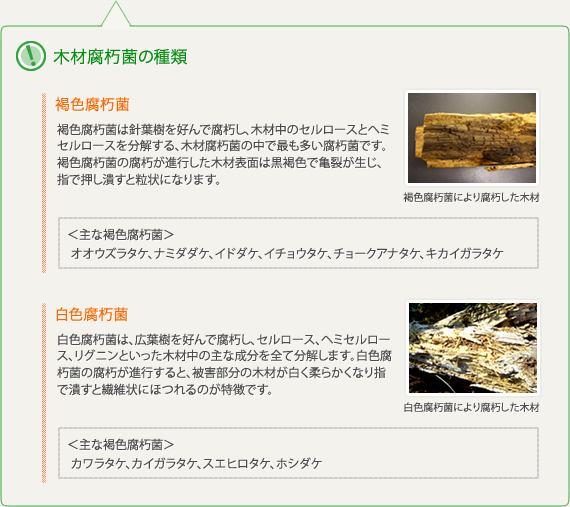 木材腐朽菌の種類