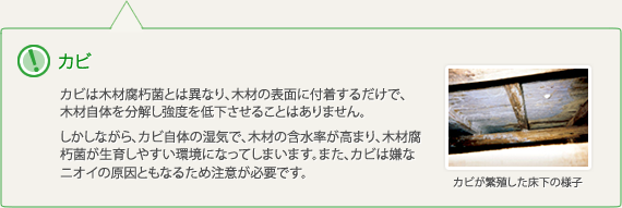 カビ