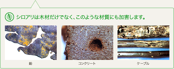 シロアリは木材だけでなく、このような材質にも加害します。
