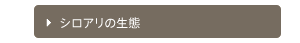 シロアリの生態