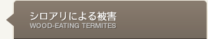 シロアリによる被害