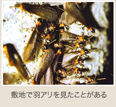 敷地で羽アリを見たことがある